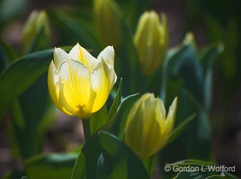 Backlit Yellow-White Tulip_48100.jpg - Photographed near Ottawa, Ontario - the Capital of Canada.